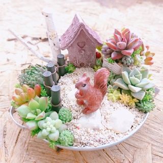 多肉植物 寄せ植え  手の平サイズ箱庭(その他)