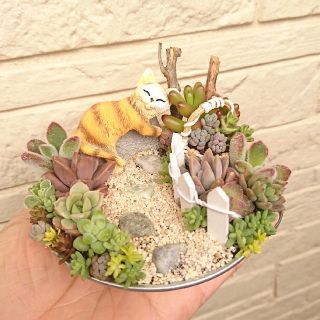 多肉植物 寄せ植え  箱庭(その他)