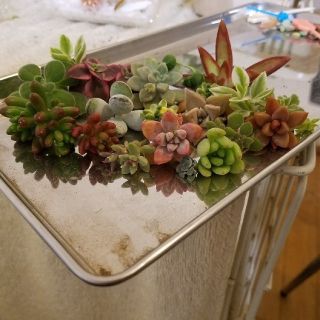 多肉植物カット苗カラフル寄せ植えに☆(その他)