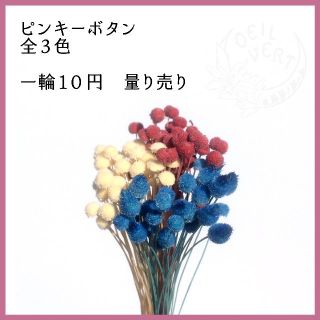 【1本10円】ピンキーボタン　全3色　量り売り(ドライフラワー)