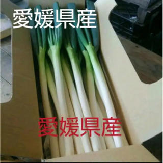 白ネギ 3キロ 野菜詰め合わせ(野菜)