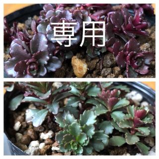 専用  ステファニーゴールド【抜き苗】多肉植物(その他)