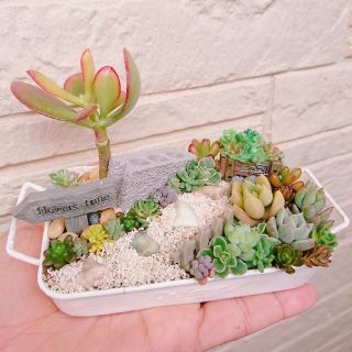 多肉植物  寄せ植え  手の平サイズ(その他)