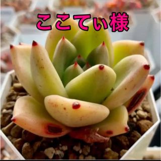 ここてぃ様専用 多肉植物(その他)