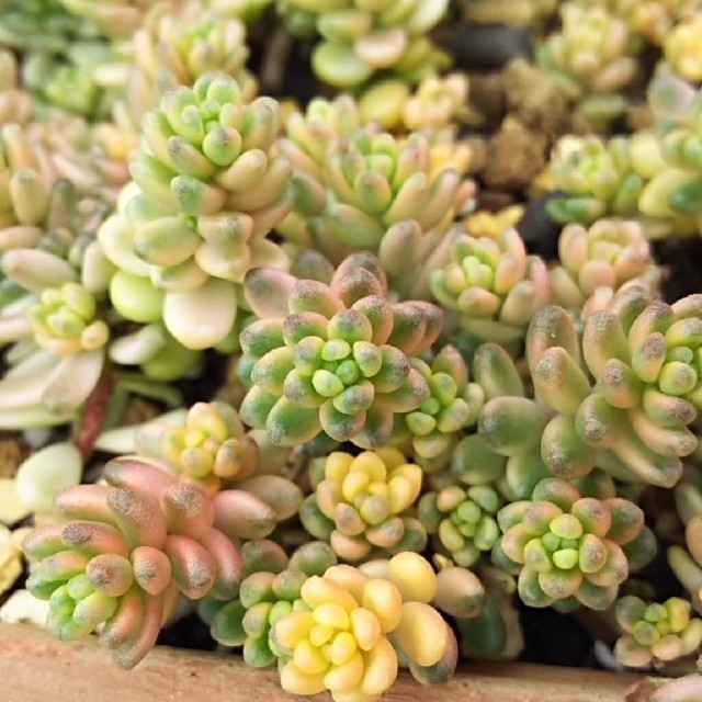 斑入りタイトゴメ♥カット苗10本セット♥多肉植物 セダム | フリマアプリ ラクマ