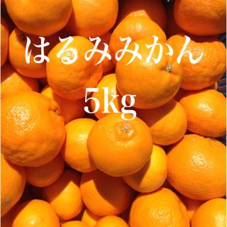 はるみみかん 5kg(フルーツ)