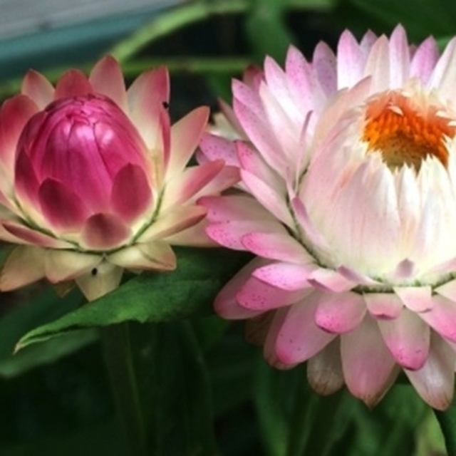 春まき花の種　　「ヘリクリサム(帝王貝細工)」の種を50粒以上 ハンドメイドのフラワー/ガーデン(その他)の商品写真