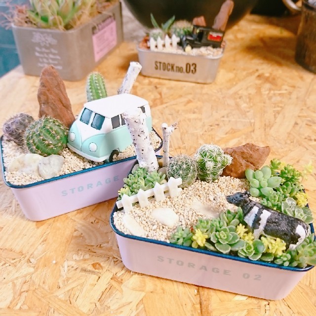 多肉植物 寄せ植え  二個セット！ ハンドメイドのフラワー/ガーデン(その他)の商品写真