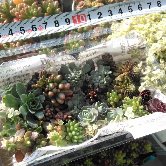 多肉植物　カット苗　寄せ植え　① ハンドメイドのフラワー/ガーデン(その他)の商品写真