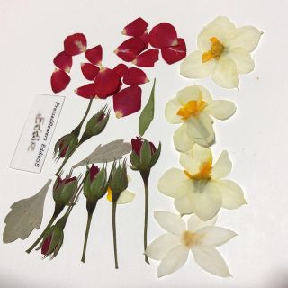 ミニバラつぼみ  押し花素材 セット ツボミ、花弁、水仙No.49(ドライフラワー)