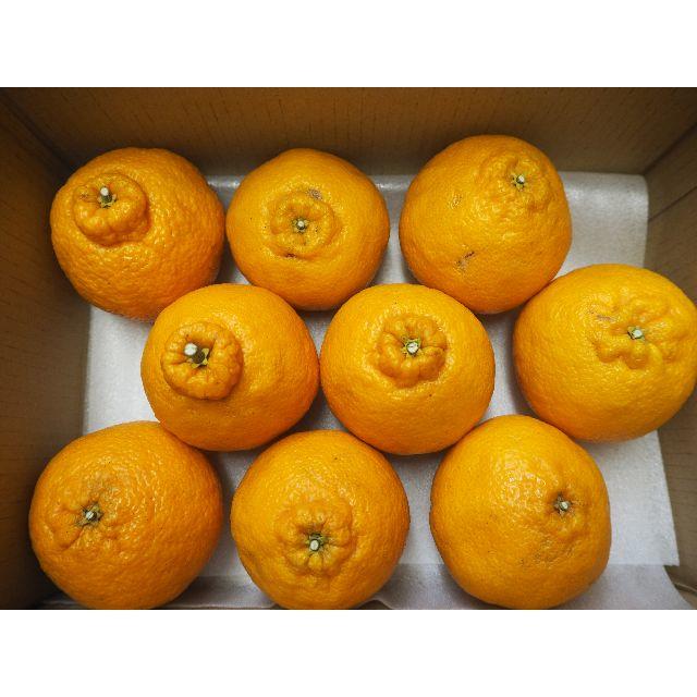 熊本県産　不知火オレンジ（デコポン）　2.5K　送料込み♪ 食品/飲料/酒の食品(フルーツ)の商品写真