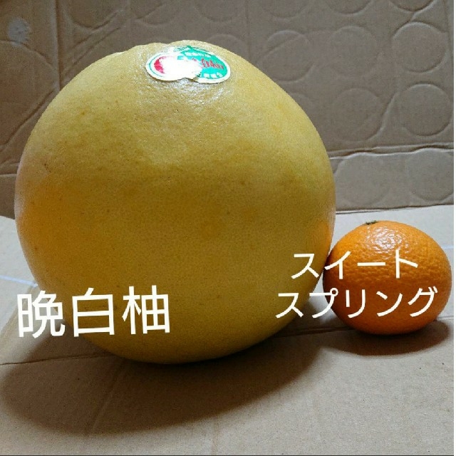 大きい晩白柚 食品/飲料/酒の食品(フルーツ)の商品写真