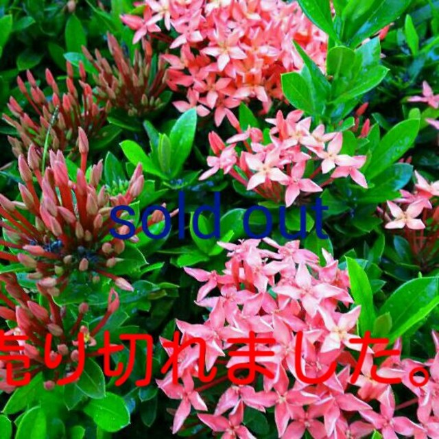 特価ブランド ♥新品未使用♥善玉菌のチカラ♥ その他 - cohea.be
