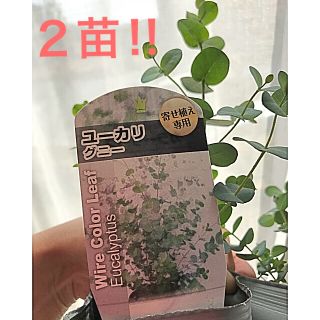 Sale‼️大人気‼️  ユーカリ ２種類  抜き苗(その他)