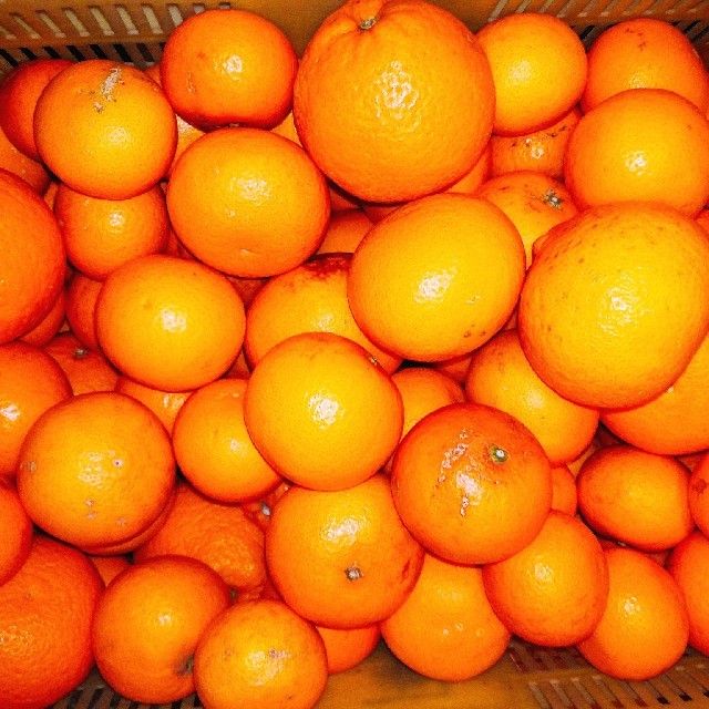 和歌山美味しいキヨミオレンジ 食品/飲料/酒の食品(フルーツ)の商品写真