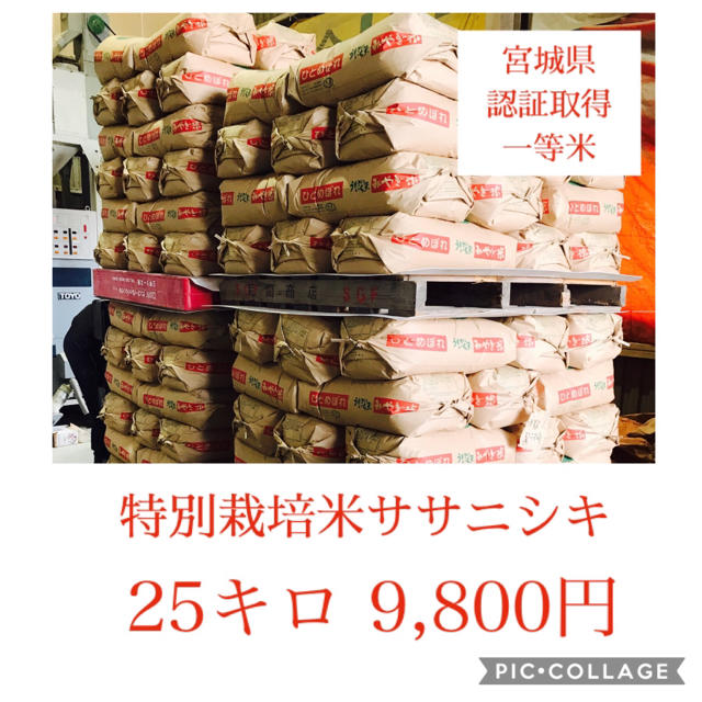 新米☆大粒☆特A取得☆宮城県産ササニシキ25キロ 食品/飲料/酒の食品(米/穀物)の商品写真