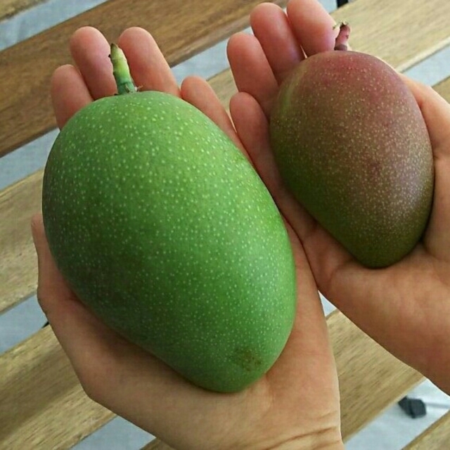 宮崎県産グリーンマンゴー (未熟果)1㎏の通販 by にこ|ラクマ 宮崎県産グリーンマンゴー (未熟果)1㎏の通販 by にこ|ラクマ