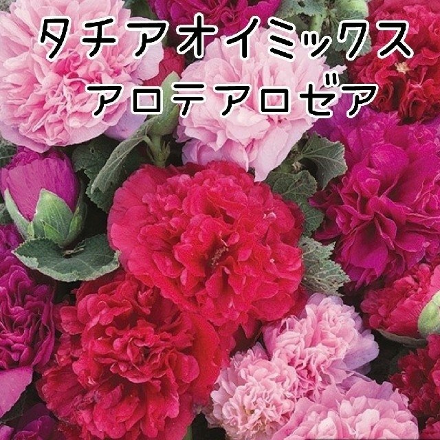 薔薇咲きタチアオイミックスの種☆*°10粒 ハンドメイドのフラワー/ガーデン(その他)の商品写真