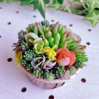 ★★セダム畑❤️★寄せ植え★ちまちまキュンキュン★このまま飾れます★多肉植物(その他)