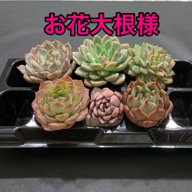 お花大根様専用 多肉植物 ハンドメイドのフラワー/ガーデン(その他)の商品写真