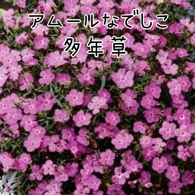アムールナデシコ 多年草の種☆*°30粒 ハンドメイドのフラワー/ガーデン(その他)の商品写真