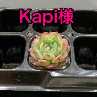 Kapi様専用 多肉植物(その他)