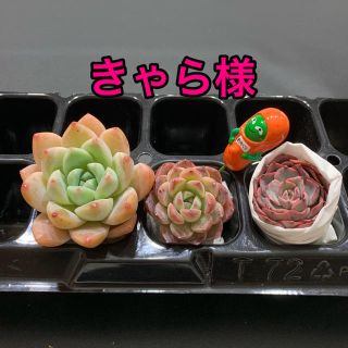 きゃら様専用 多肉植物(その他)