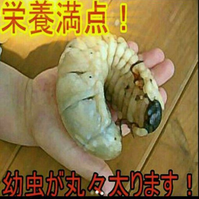 送料無料！カブトムシ幼虫の餌！栄養価抜群なので大きくなります！クワガタにも使える その他のペット用品(虫類)の商品写真