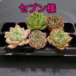 セブン様専用 多肉植物(その他)