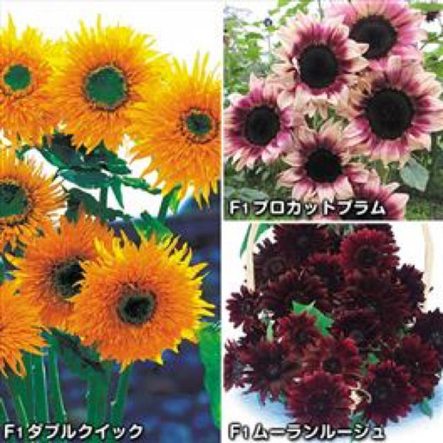 変わり咲 ひまわりの種 3種類セット の通販 By Hiromi S Shop ラクマ 変わり咲 ひまわりの種 3種類セット の通販 By Hiromi S Shop ラクマ