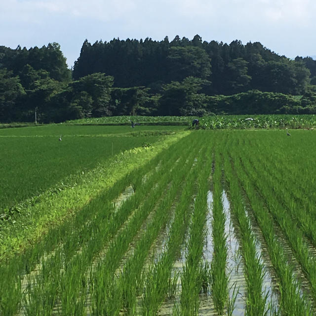 ゆゆゆ様 専用 ミルキークイーン白米10kg 食品/飲料/酒の食品(米/穀物)の商品写真