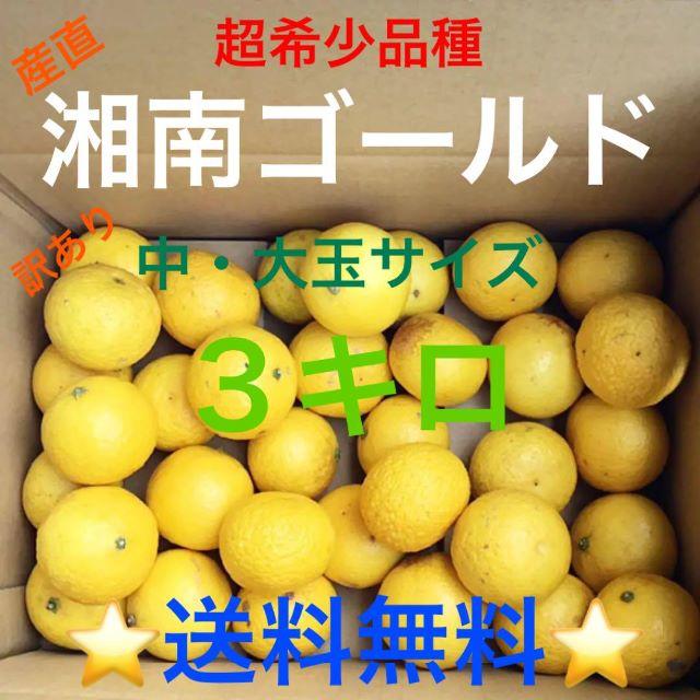 産直湘南ゴールド３キロ訳あり♪中大玉Mサイズ以上★超希少品種☆みかん⑤ 食品/飲料/酒の食品(フルーツ)の商品写真