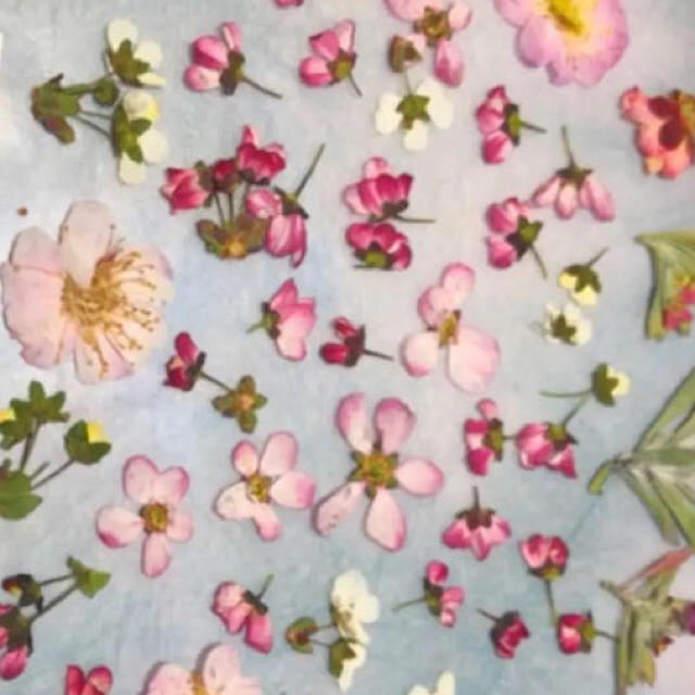春色！小花押し花素材 ピンクのユキヤナギ、小さめウメ、アリッサムドライフラワー ハンドメイドの素材/材料(各種パーツ)の商品写真