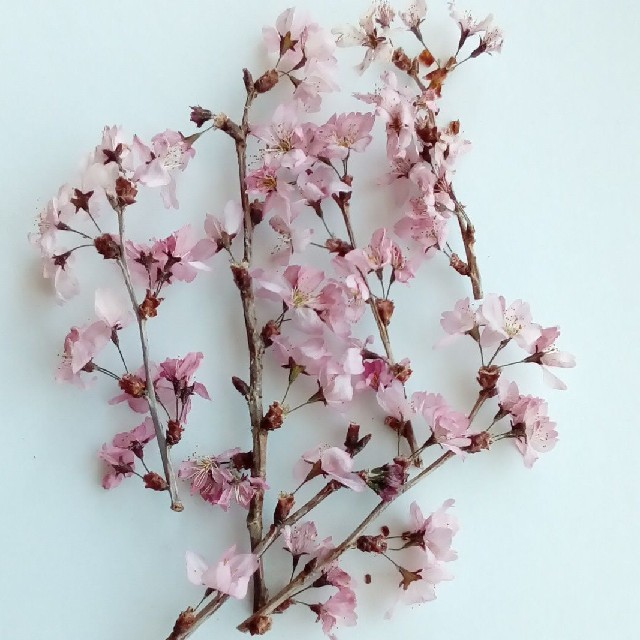 3セット限定枝付き桜ドライフラワーの通販 By お花shop ラクマ