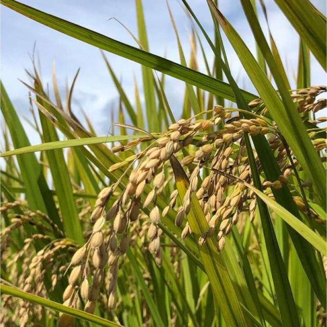 農家直送の美味しいお米 あきだわら お米10キロ お米10㎏