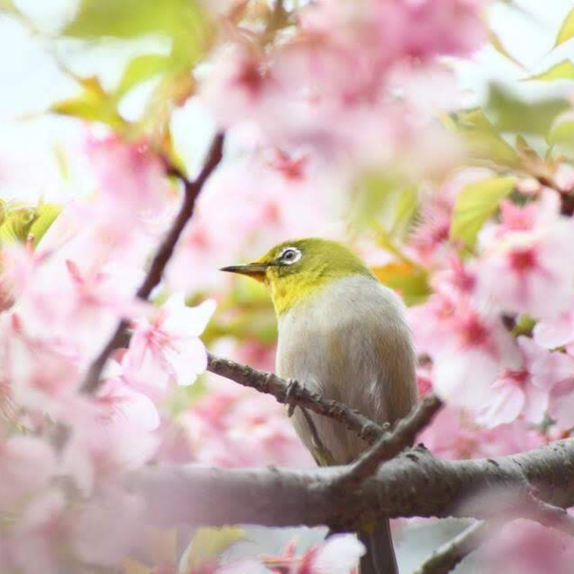 Canon(キヤノン)のトキナー AT-X AF300 F4 EFマウント Canon 単焦点レンズ スマホ/家電/カメラのカメラ(レンズ(単焦点))の商品写真