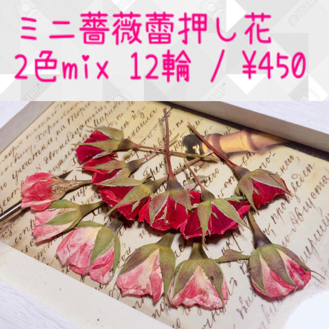 入手困難/枝付きミニ薔薇蕾押し花/12輪(レッド×ピンク2色mix) ハンドメイドの素材/材料(各種パーツ)の商品写真