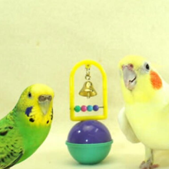 バードトイ 鳥 おもちゃの通販 By ニコとフルーツポンチ S Shop ラクマ