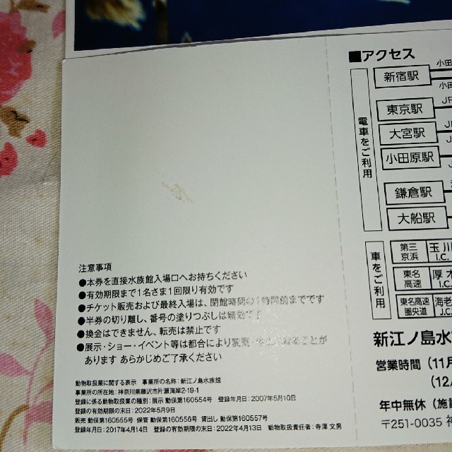 江ノ島水族館☆ペアチケット☆えのすい☆江ノ電☆イルカ☆カワウソ☆春休み チケットの施設利用券(水族館)の商品写真