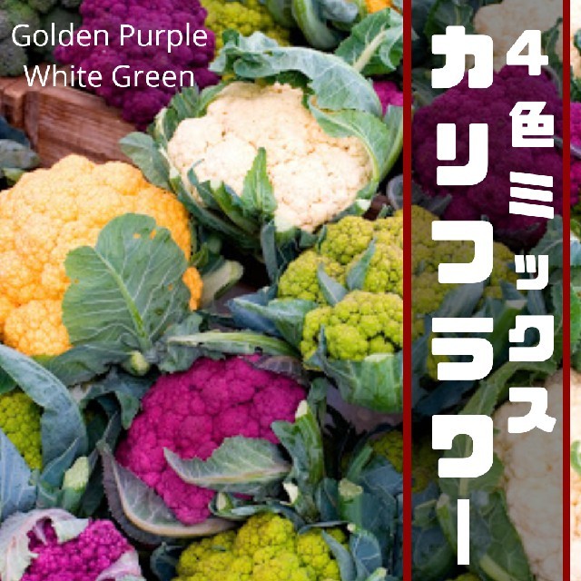【カリフラワー】4色ミックス　種子20粒 ハンドメイドのフラワー/ガーデン(その他)の商品写真