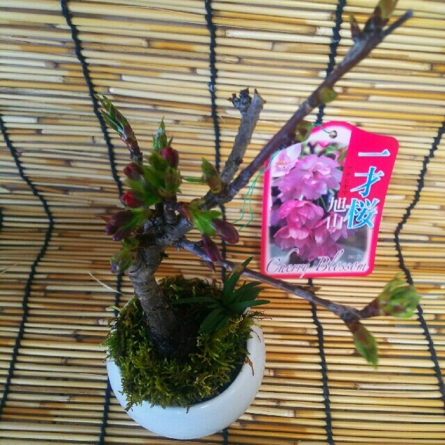 旭山桜のミニ盆栽 ハンドメイドのフラワー/ガーデン(その他)の商品写真
