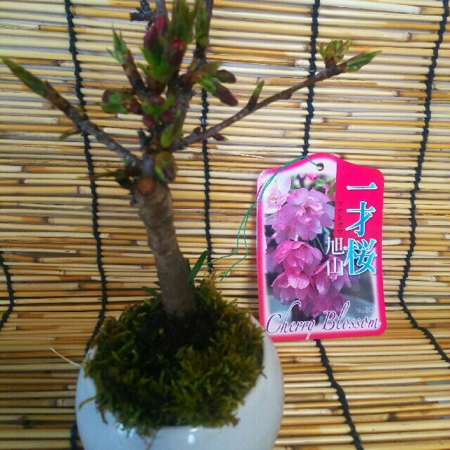 旭山桜のミニ盆栽 ハンドメイドのフラワー/ガーデン(その他)の商品写真