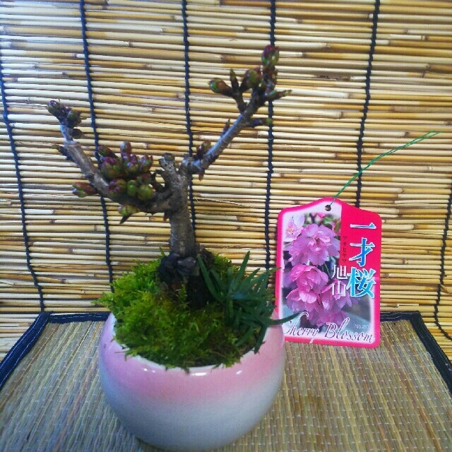 桜のミニ盆栽 ハンドメイドのフラワー/ガーデン(その他)の商品写真