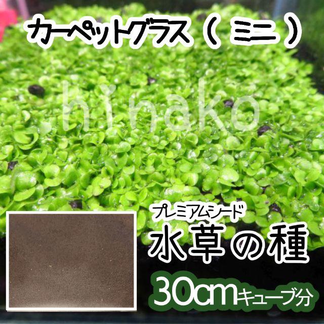 育成簡単な水草の種 カーペットプランツ ミニ の通販 By ひな ラクマ 育成簡単な水草の種 カーペットプランツ ミニ の通販 By ひな ラクマ