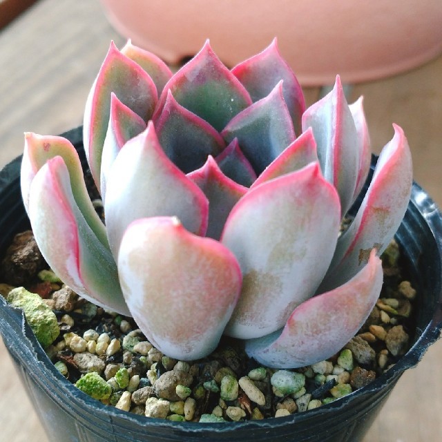 ☆ライラックスノー☆抜き苗☆多肉植物☆の通販 by カイル0320's ☆ライラックスノー☆抜き苗☆多肉植物☆の通販 by カイル0320's