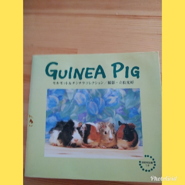 「Guinea pig : モルモット&チンチラコレクション」飼育解説書付 その他のペット用品(小動物)の商品写真