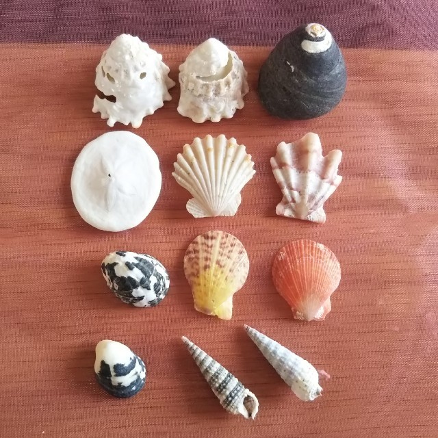 貝殻１２個セット ハンドメイドの素材/材料(その他)の商品写真