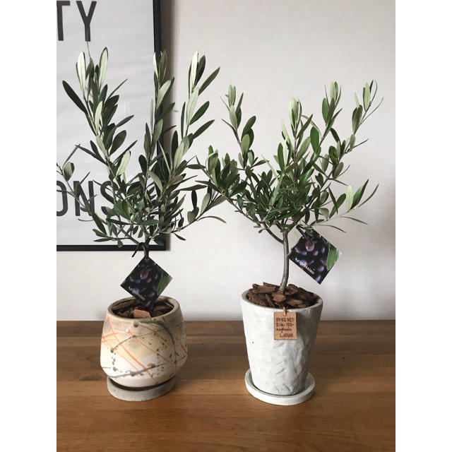 オリーブシプレッシーノ 陶器鉢付き の通販 By North Plants ラクマ オリーブシプレッシーノ 陶器鉢付き の通販 By North Plants ラクマ