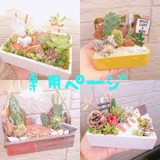 chicomocha*様専用  多肉植物寄せ植え(その他)