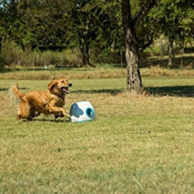 iFetch Too 大型犬用 自動キャッチボールおもちゃ 1